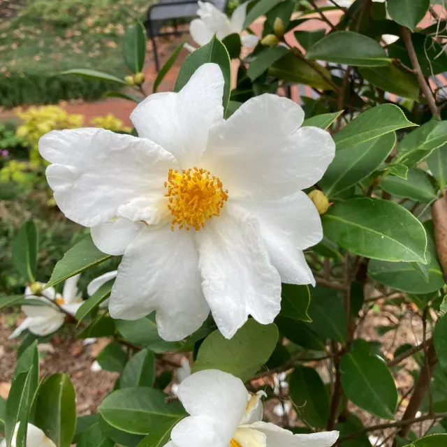 thumbnail for publication: Effects of Soil pH on Root Uptake, Accumulation of Aluminum, and Growth Enhancement in Camellia